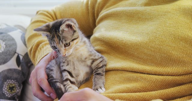 Person holding cute tabby kitten in cozy living room - Download Free Stock Images Pikwizard.com