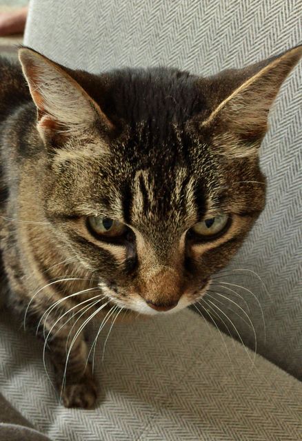 Close-Up of Curious Cat on Grey Sofa - Download Free Stock Photos Pikwizard.com
