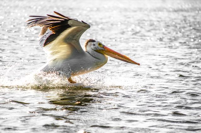 Pelican with its wings fully outstretched is flying over the water surface creating splashes. Ideal for use in wildlife documentaries, nature blogs, educational materials, and travel brochures highlighting aquatic environments. Captures the grace and power of the pelican in its natural habitat.