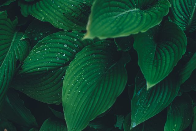 Close-up view of lush green leaves covered with water droplets, showcasing the beauty of nature after rain. Suitable for use in environmental conservation projects, gardening articles, or as a calming natural background for various digital projects.