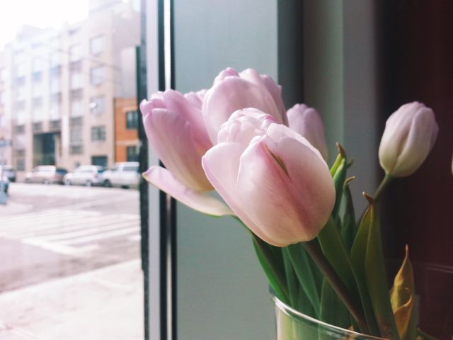 Pink tulips in a glass vase placed by a window, displaying a clear urban street view outside. The natural light highlights the softness of the petals, creating a calming and serene atmosphere. Ideal for use in blogs or articles about home decor, urban living, spring themes, and gardening or as visuals for greetings in lifestyle magazines.