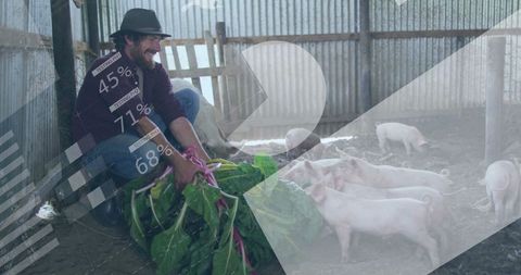 Farmhand feeding piglets leafy greens in rustic barn setting