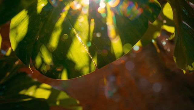 Sunlight Filtering Through Tropical Leaf With Colorful Lens Flare