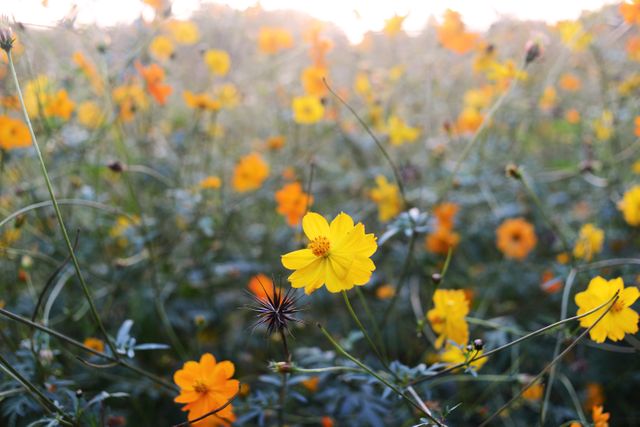 Sunlit field filled with vibrant yellow and orange wildflowers. Perfect for spring and summer-themed uses, nature-inspired designs, eco-friendly promotional materials, wellness advertisements, and botanical studies. Emphasizes tranquility and natural beauty.