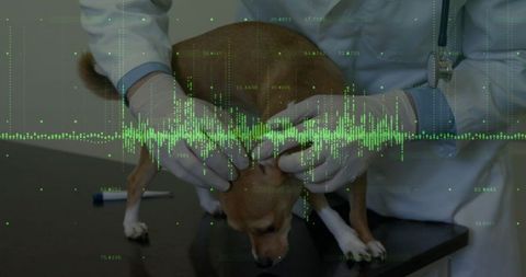 Veterinarian examining dog with digital health waveform overlay