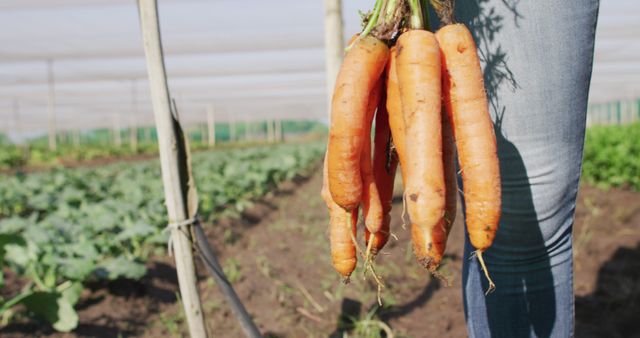 Image of legs of african american man holding carrots and standing in greenhouse. modern organic farm, agriculture business and technology concept.