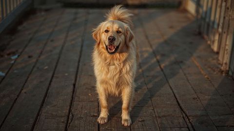 Golden retriever barking dog standing on sunlit wooden deck in park