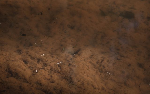 Underwater scene showing the natural features of a muddy riverbed. Visible are the sediments and submerged plant life, providing a detailed glimpse into aquatic ecosystems. Useful for educational content about rivers and streams, environmental studies, and various nature documentaries. Also suitable for background images in artistic works or nature-themed designs.