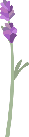 transparent lavender sprig with minimalistic design and pale stem - Download Free Stock Videos Pikwizard.com
