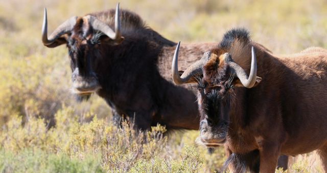  Wildebeest grazing on grassland on a sunny day 4k - Download Free Stock Photos Pikwizard.com