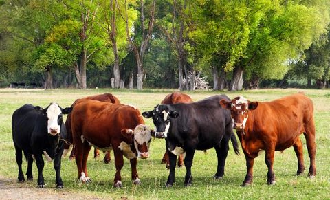 Grazing mixed herd of cattle on lush green pasture with mature trees and tranquil countryside