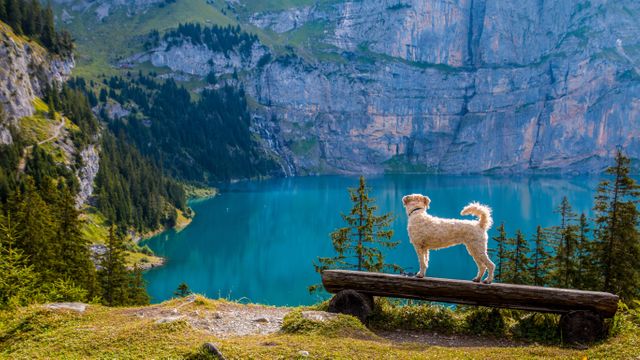 Dog standing on wooden bench overlooking a turquoise mountain lake surrounded by alpine trees and craggy peaks. Ideal for promoting outdoor activities, adventure travel, hiking tours, nature conservation, and pet-friendly destinations.