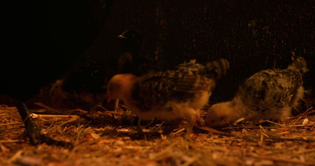 Baby chicks are seen foraging for food on the ground covered with straw in a dimly lit barn. This image can be used to illustrate farming, poultry care, or countryside life. It could also be used in educational materials about animal behavior, farming practices, or environmental settings for farm animals.
