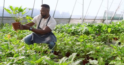 African American Botanist Examining Plant in Greenhouse