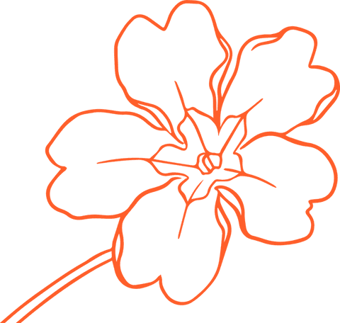 Orange floral line art on transparent background minimalist design