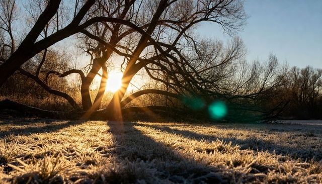 Frosted meadow at sunrise with backlit deciduous tree casting long shadows and sunburst