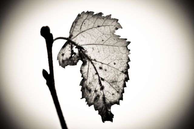 Leaf offers a sense of solitude and decay in monochrome filter. This can be used for themes of change, the passage of time or as blog illustration on natural processes or seasonal transitions.