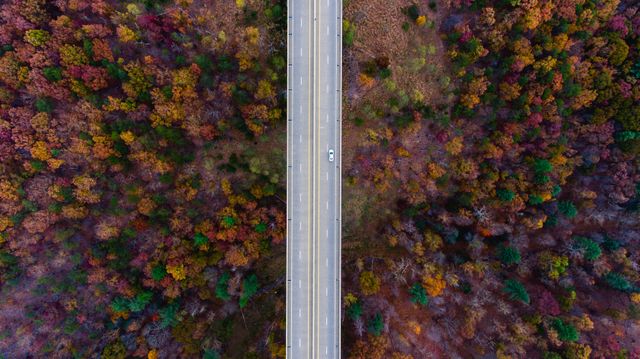 Highway bisecting colorful autumn forest, captured from above. Ideal for travel promotions, environmental campaigns, or scenic landscape articles.