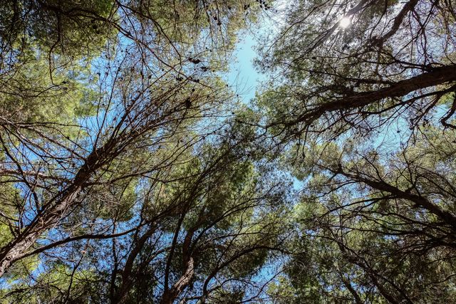 Sunlight illuminating treetops with blue sky peeking through. Ideal for illustrating concepts like nature, tranquility, fresh air, and outdoor activities. Perfect for environmental campaigns, nature documentaries, travel blogs, and adventure magazine covers.