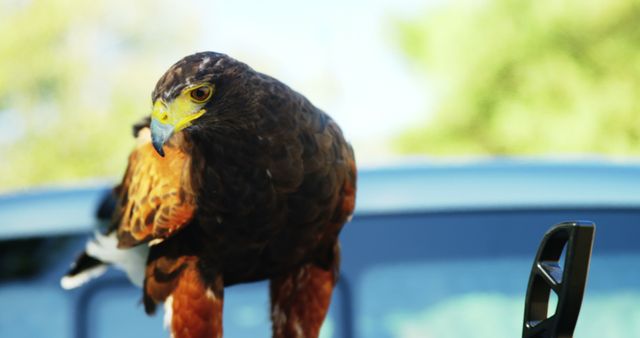 Majestic falcon perched in an urban environment with a car in the background. Useful for nature and wildlife blogs, educational content about birds of prey, and promoting wildlife conservation.