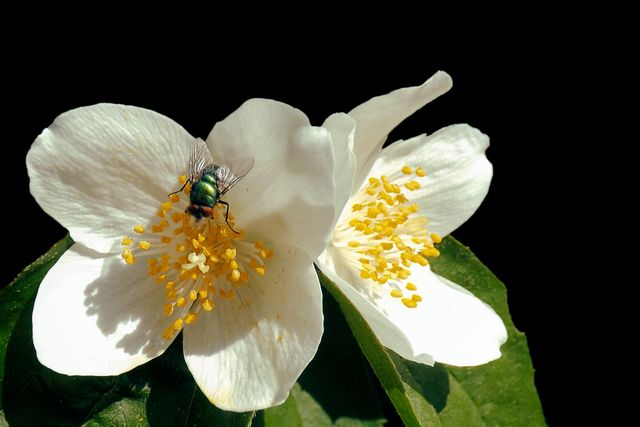 White jasmine flower in bloom with green fly on yellow stamen. Ideal for nature, gardening, biological studies, summer and outdoor themes. Close-up perspective highlights intricate details of petals and structure. Use in educational material, environmental campaigns, floral blogs.