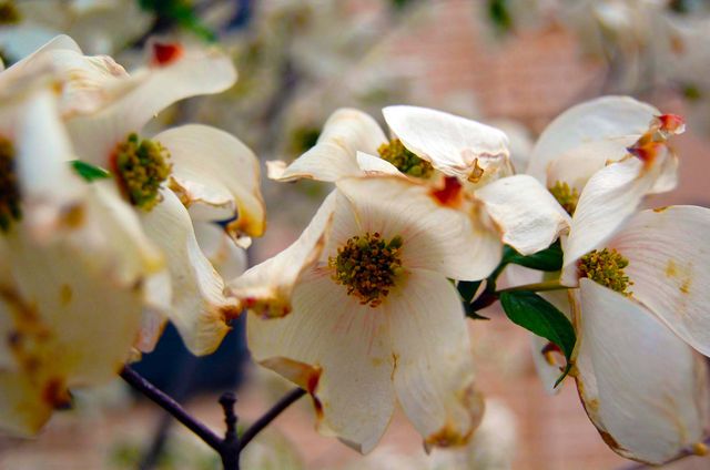 Close-up of white dogwood flowers capturing detailed petals and blurred background, perfect for spring-themed projects, gardening magazines, and nature promotions. Ideal for illustrating the beauty of flowering trees in outdoor and botanical content.