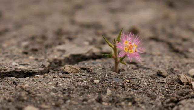 Pink desert bloom breaking through cracked earth showing resilience and hope