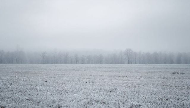Blanketing Frosted Meadow Revealing Bare Treeline Through Low Fog Under Pale Winter Sky