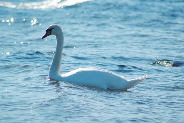 White Swan Gracefully Swimming in Clear Blue Water - Download Free Stock Photos Pikwizard.com