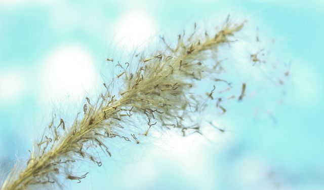 This close-up of a dried plant stem with a seed head and blue background is ideal for nature enthusiasts. The fine details and natural textures make it suitable for educational materials, botanical studies, nature-themed designs, or as a calming background in various creative projects.