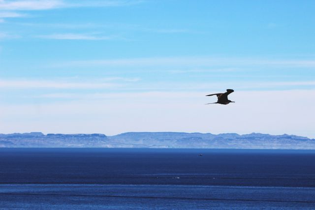 This stock image depicts a bird soaring over an expansive, calm ocean with distant mountains visible on the horizon under a clear sky. Ideal for nature, travel, and adventure publications, digital and print media, promoting tranquility and serene environments. Perfect for use in blogs, websites, and brochures about coastal landscapes or wildlife observation.