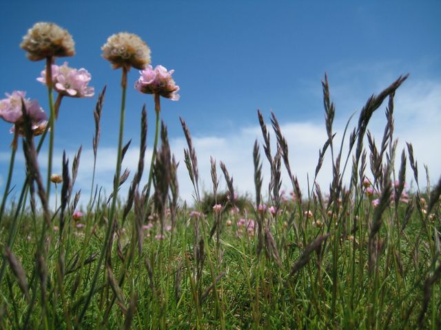 Beautiful low-angle perspective of wildflowers and tall grass with a clear blue sky in the background, capturing the essence of a serene spring or summer day. Ideal for use in nature-themed content, environmentally friendly campaigns, landscape photography showcases, editorial pieces on botany or the countryside, and serene, calming backdrops for websites or promotional materials.