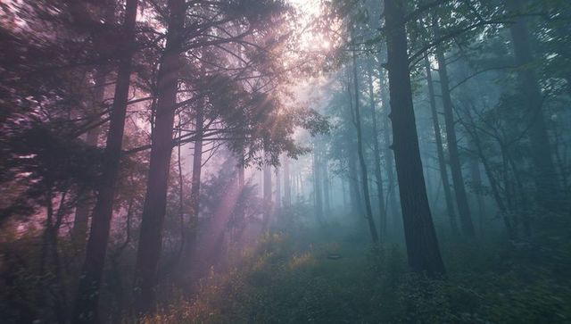 Misty Dawn Sunbeams in Tranquil Dense Forest