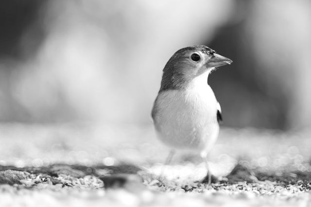 Small bird standing attentively on ground in black and white, highlighting natural details. Use for articles on wildlife observation, nature themes, environmental conservation. Ideal for educational materials about birds or filler space in magazines and blogs about nature.