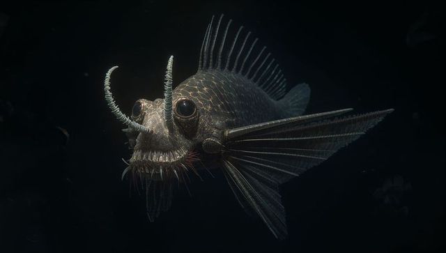 Abyssal dragonfish revealing spiny dorsal fins, curved barbels and needle teeth