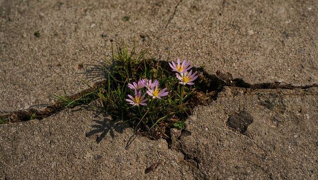 Pale lilac daisies pushing through cracked concrete crevice showing urban resilience