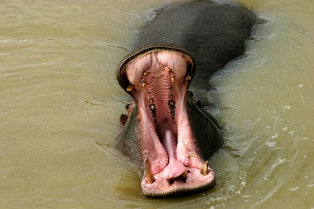 Hippopotamus Ungulate - Download Free Stock Photos Pikwizard.com
