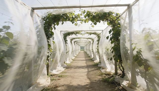 Leading vineyard trellis tunnel drawing eye down sunlit pathway under white mesh canopy