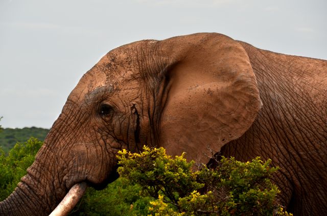 Capturing a close-up of an African elephant grazing, this photo showcases the majestic creature with its large ears and trunk among dense vegetation. Ideal for use in wildlife conservation materials, educational content on African fauna, nature documentary visuals, and travel promotions for safari adventures.