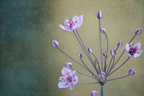 Delicate Blossoms on Long Thin Stems Against Blurred Background