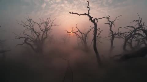 Ethereal Dawn: Bare Trees Amidst Mist at Sunrise