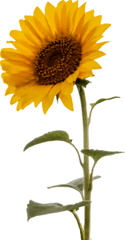 vibrant sunflower illustration on transparent background - Download Free Stock Videos Pikwizard.com