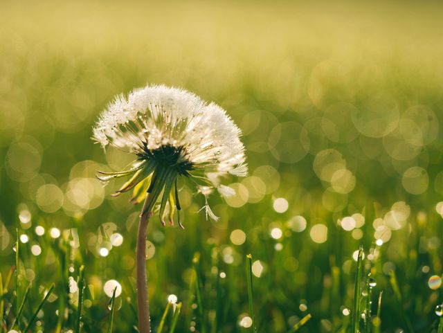 Beautiful scene of a dandelion in the morning dew with a blurred green meadow backdrop. Ideal for nature-themed blogs, websites about tranquil moments, gardening articles, and springtime promotions.