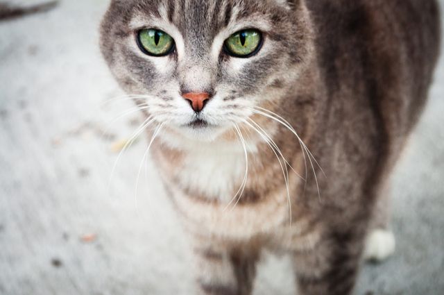 Grey cat shown outdoors with intense green eyes and white whiskers. Cat is looking directly at camera, adding curiosity and mystique to image. Ideal for use in pet-related content, articles about cats, promotional materials for animal shelters, and cat care blogs.