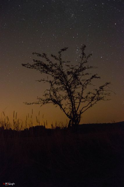 Silhouette of a lone tree against a starry night sky with a soft twilight glow. Suitable for projects involving nature, serenity, and nighttime scenery. Can be used for posters, backgrounds, meditation apps, or travel brochures.