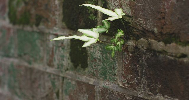 Lone green plant growing from a mossy brick wall, symbolizing resilience and life in urban areas. Ideal for environmental and urban rejuvenation campaigns, educational materials on the power of nature, and background use in eco-friendly projects. Useful to create inspiring posters or online content focusing on nature’s persistence and urban gardening ideas.