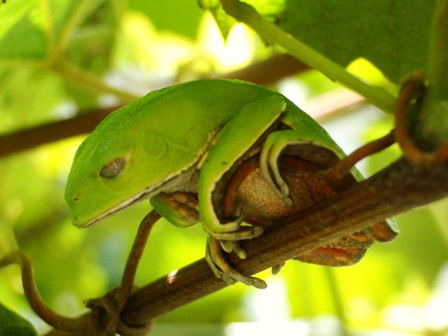 A vivid green tree frog resting peacefully on a branch amidst woodland surroundings. The close-up captures the beautiful camouflage and serenity of the amphibian in its natural habitat. Perfect for educational materials on wildlife, nature conservation campaigns, or ecosystem awareness.