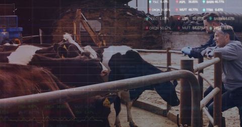 Inspecting farmers watching dairy cows at ranch