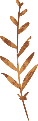 Brown botanical branch concept with transparent background