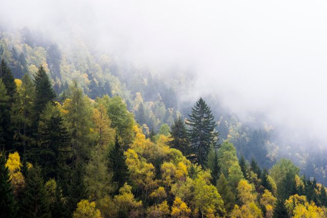This image of a misty forest hillside with autumn trees is ideal for promoting outdoor activities, travel destinations, and environmental initiatives. It conveys tranquility and the beauty of nature, making it perfect for marketing materials, website headers, and social media posts highlighting the allure of wilderness and natural landscapes.